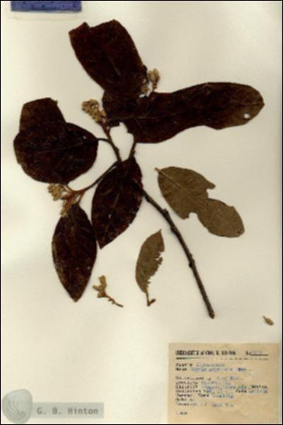 URN_catalog_HBHinton_herbarium_6145.jpg.jpg