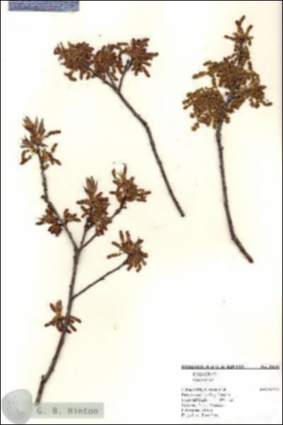 URN_catalog_HBHinton_herbarium_20135.jpg.jpg