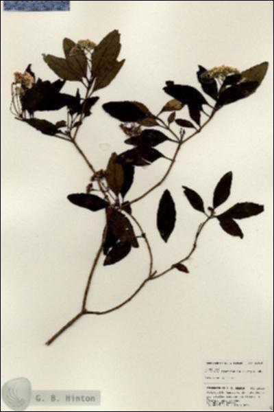 URN_catalog_HBHinton_herbarium_24914.jpg.jpg