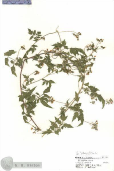 URN_catalog_HBHinton_herbarium_20588.jpg.jpg