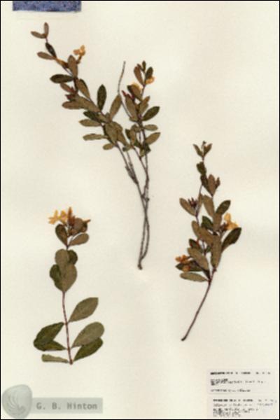 URN_catalog_HBHinton_herbarium_25366.jpg.jpg