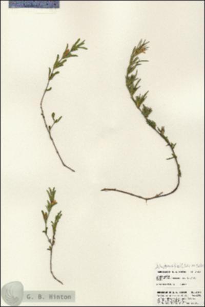 URN_catalog_HBHinton_herbarium_24501.jpg.jpg