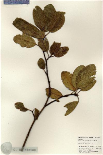 URN_catalog_HBHinton_herbarium_25180.jpg.jpg