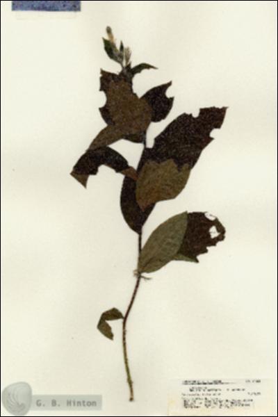 URN_catalog_HBHinton_herbarium_21351.jpg.jpg