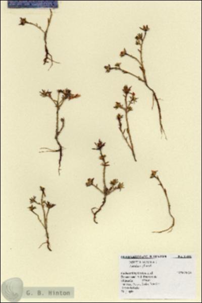 URN_catalog_HBHinton_herbarium_17661.jpg.jpg