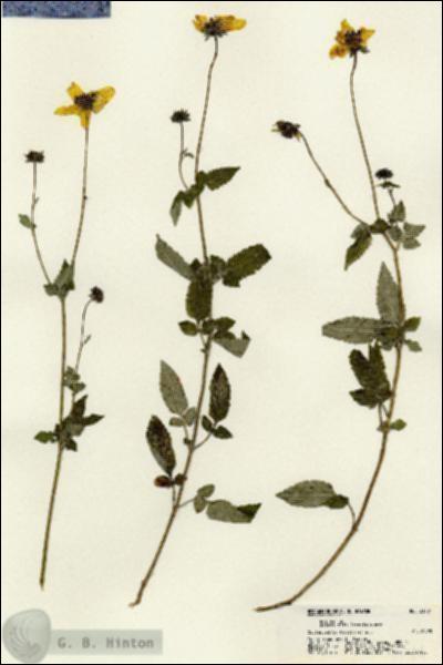 URN_catalog_HBHinton_herbarium_21704.jpg.jpg