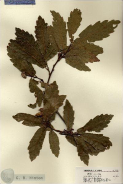 URN_catalog_HBHinton_herbarium_22477.jpg.jpg