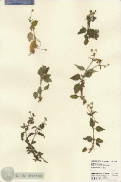 URN_catalog_HBHinton_herbarium_22745.jpg.jpg