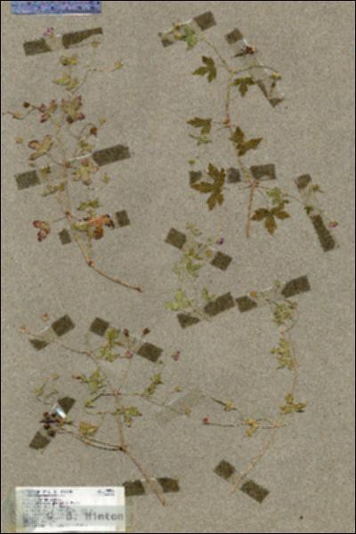 URN_catalog_HBHinton_herbarium_19550.jpg.jpg