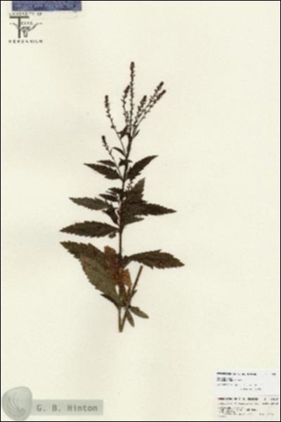 URN_catalog_HBHinton_herbarium_26845.jpg.jpg