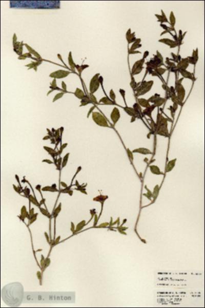 URN_catalog_HBHinton_herbarium_23535.jpg.jpg