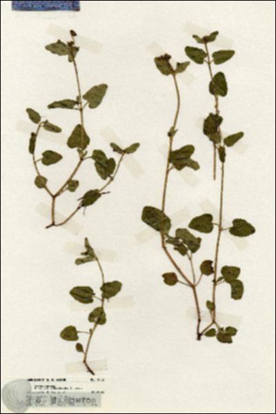 URN_catalog_HBHinton_herbarium_19702.jpg.jpg