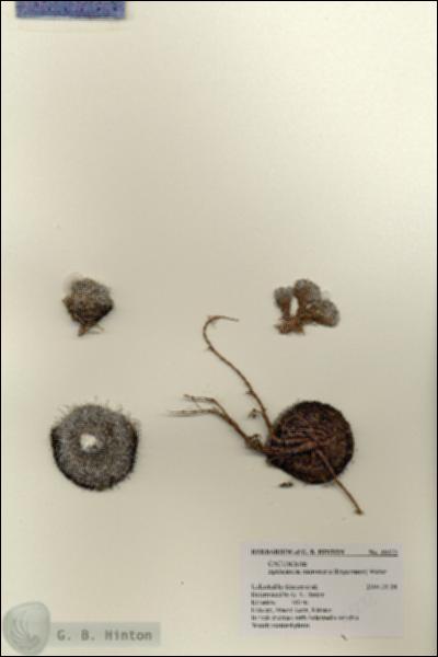 URN_catalog_HBHinton_herbarium_28272.jpg.jpg