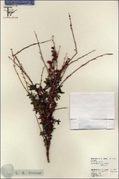 URN_catalog_HBHinton_herbarium_26216.jpg.jpg