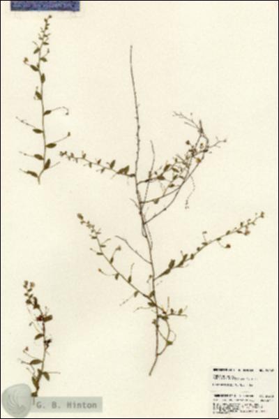URN_catalog_HBHinton_herbarium_24268.jpg.jpg