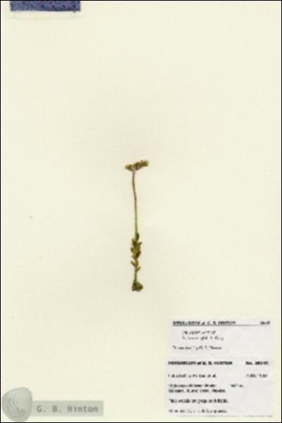 URN_catalog_HBHinton_herbarium_28145.jpg.jpg