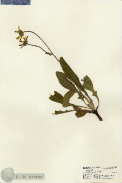 URN_catalog_HBHinton_herbarium_21368.jpg.jpg
