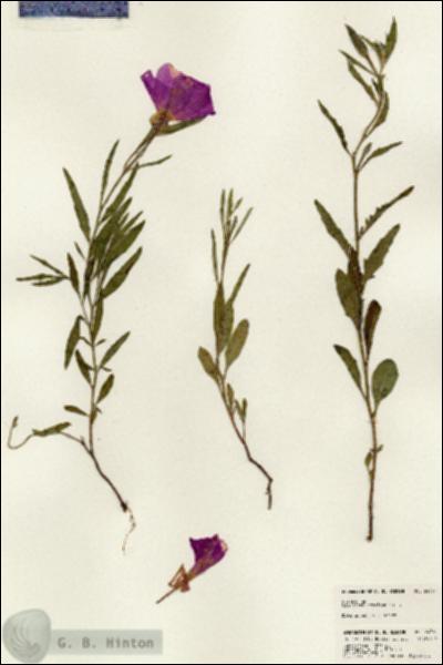 URN_catalog_HBHinton_herbarium_24361.jpg.jpg