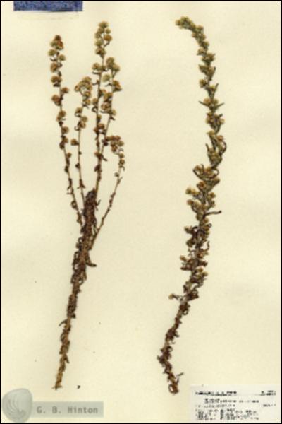 URN_catalog_HBHinton_herbarium_22516.jpg.jpg