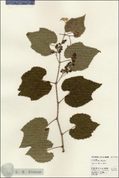 URN_catalog_HBHinton_herbarium_24141.jpg.jpg
