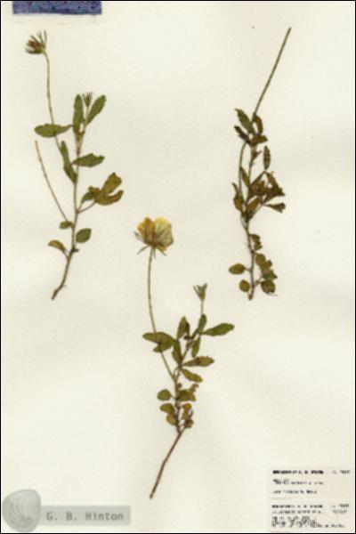 URN_catalog_HBHinton_herbarium_23177.jpg.jpg