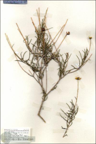 URN_catalog_HBHinton_herbarium_19475.jpg.jpg