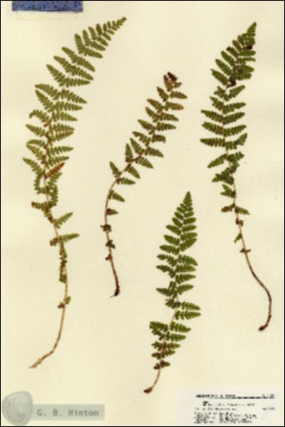 URN_catalog_HBHinton_herbarium_22480.jpg.jpg