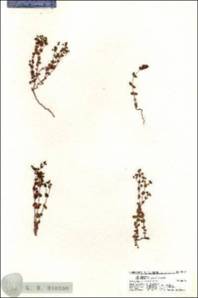 URN_catalog_HBHinton_herbarium_20382.jpg.jpg