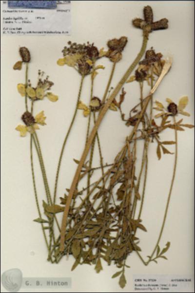 URN_catalog_HBHinton_herbarium_27239.jpg.jpg