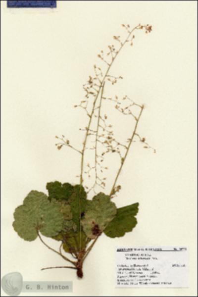 URN_catalog_HBHinton_herbarium_28572.jpg.jpg