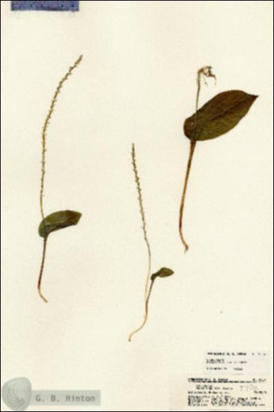 URN_catalog_HBHinton_herbarium_21284.jpg.jpg