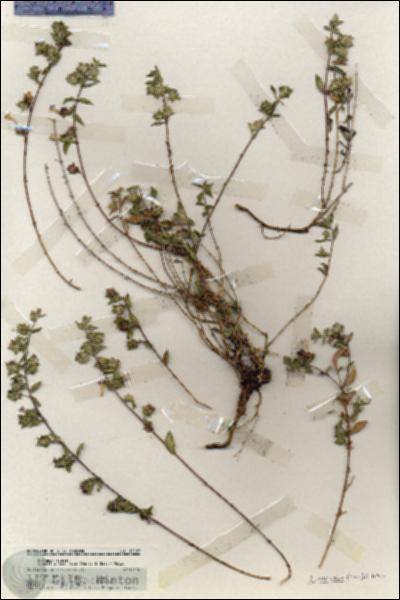 URN_catalog_HBHinton_herbarium_19187.jpg.jpg
