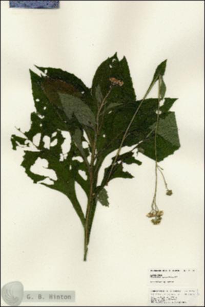 URN_catalog_HBHinton_herbarium_25008.jpg.jpg