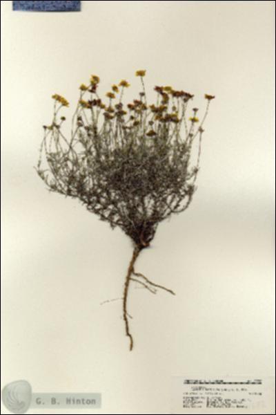 URN_catalog_HBHinton_herbarium_21582.jpg.jpg