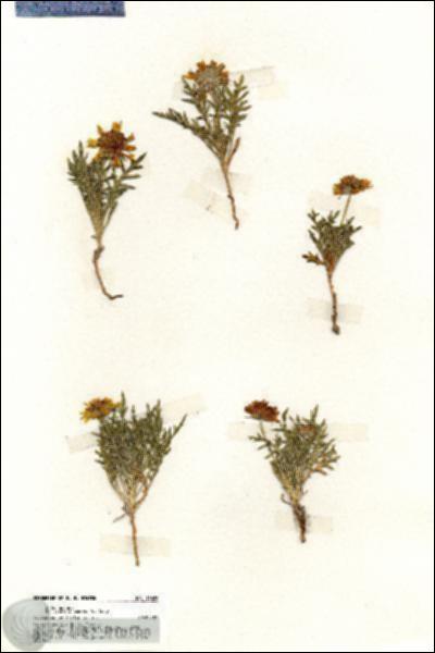 URN_catalog_HBHinton_herbarium_19626.jpg.jpg