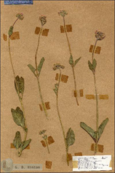 URN_catalog_HBHinton_herbarium_17851.jpg.jpg