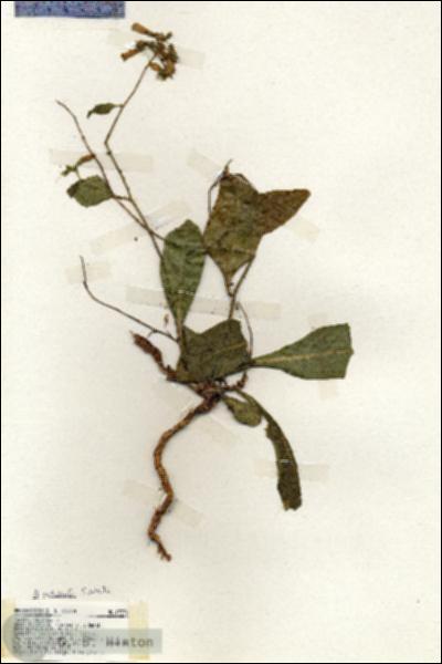 URN_catalog_HBHinton_herbarium_19376.jpg.jpg