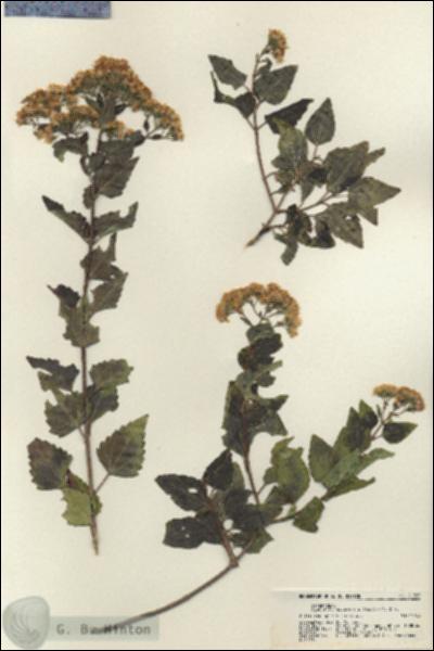 URN_catalog_HBHinton_herbarium_21765.jpg.jpg
