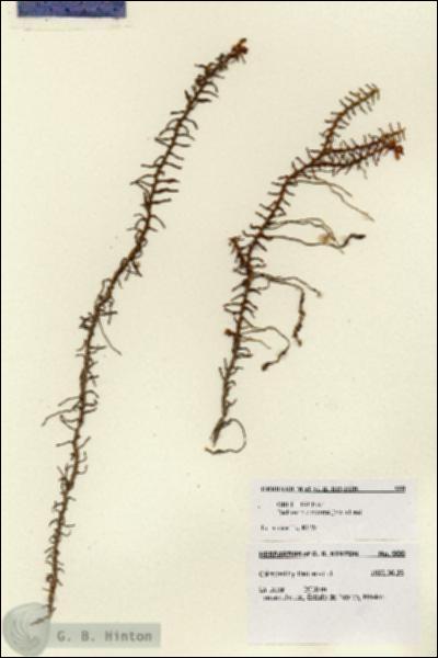 URN_catalog_HBHinton_herbarium_900.jpg.jpg
