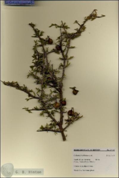 URN_catalog_HBHinton_herbarium_27737.jpg.jpg