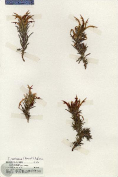 URN_catalog_HBHinton_herbarium_19745.jpg.jpg