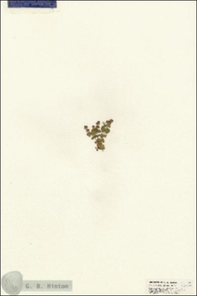 URN_catalog_HBHinton_herbarium_25490.jpg.jpg