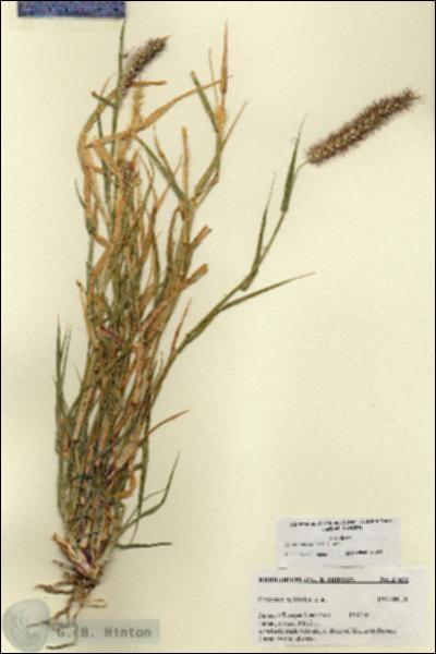 URN_catalog_HBHinton_herbarium_27432.jpg.jpg