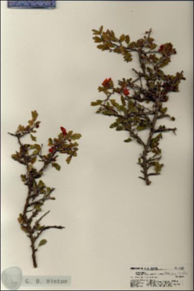 URN_catalog_HBHinton_herbarium_21229.jpg.jpg
