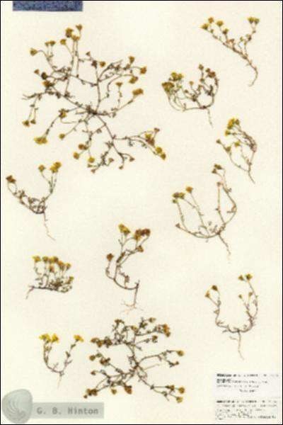 URN_catalog_HBHinton_herbarium_25986.jpg.jpg