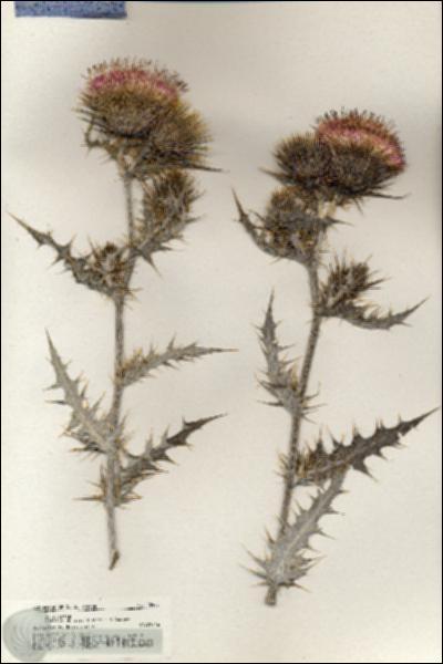 URN_catalog_HBHinton_herbarium_20403.jpg.jpg