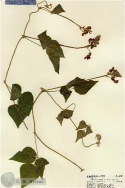 URN_catalog_HBHinton_herbarium_22235.jpg.jpg