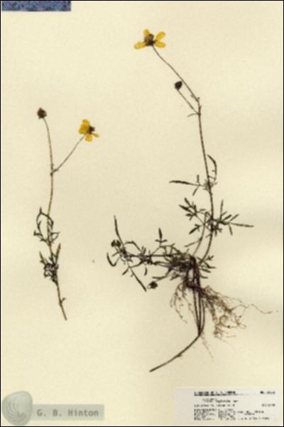 URN_catalog_HBHinton_herbarium_21572.jpg.jpg
