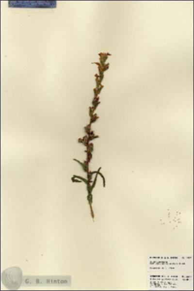 URN_catalog_HBHinton_herbarium_23317.jpg.jpg