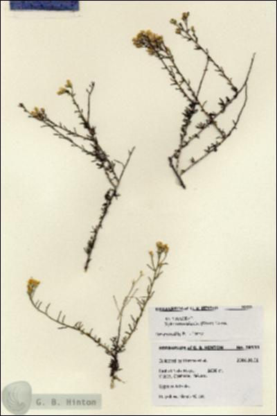 URN_catalog_HBHinton_herbarium_28533.jpg.jpg